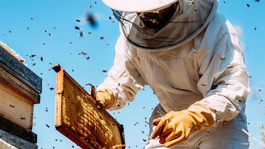 Apicultores trabajando