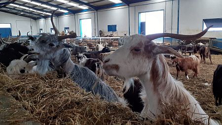 Cabras de raza palmera en la Granja Los Tumbitos (Barlovento)