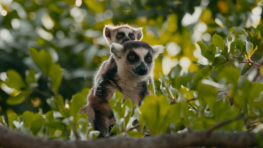 Un lèmur carrega la seva cria
