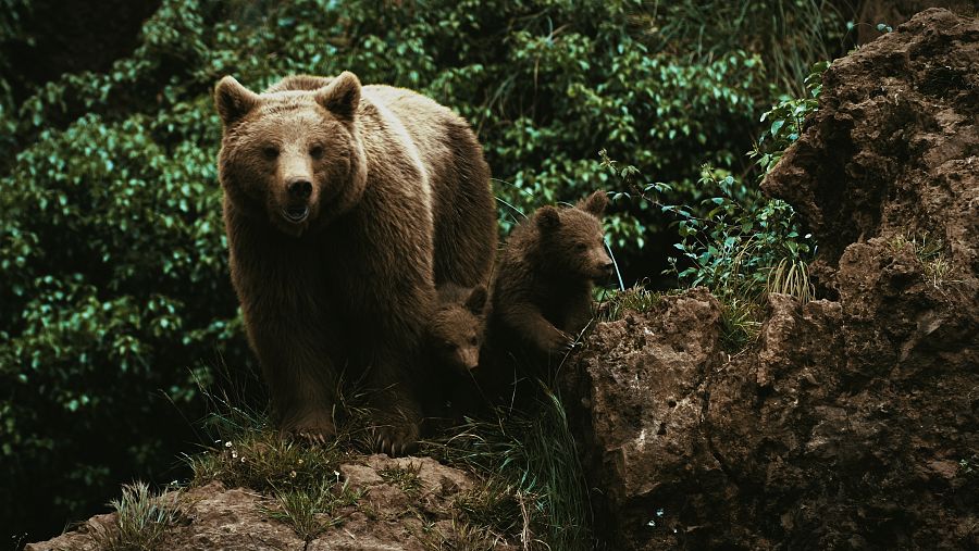 Una ossa amb la seva cria