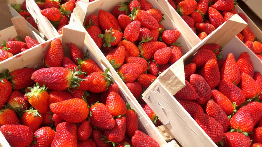 Cajas de fresas