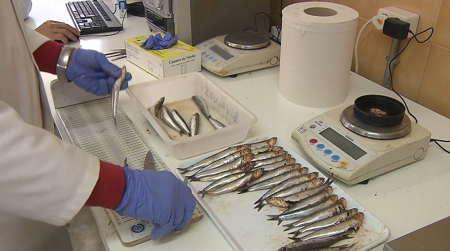 Emma Bardán, laboratorio IEO Fuengirola