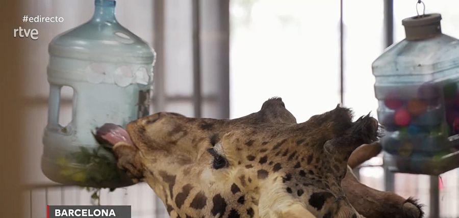 Jirafas comiendo la mezcla de alfalfa y verduras