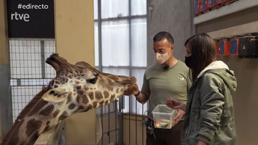Jirafas comiendo frutas y verduras de la mano