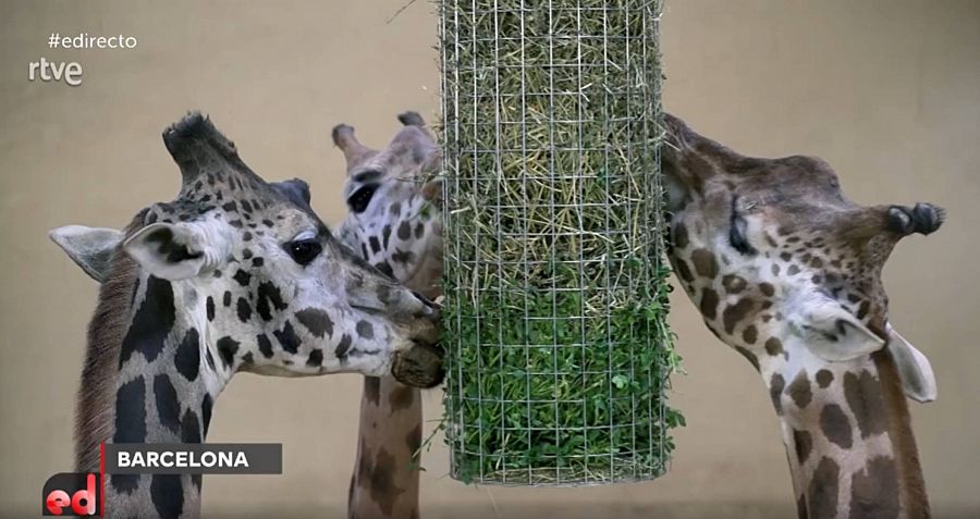 Jirafas comiendo la mezcla de alfalfa y verduras