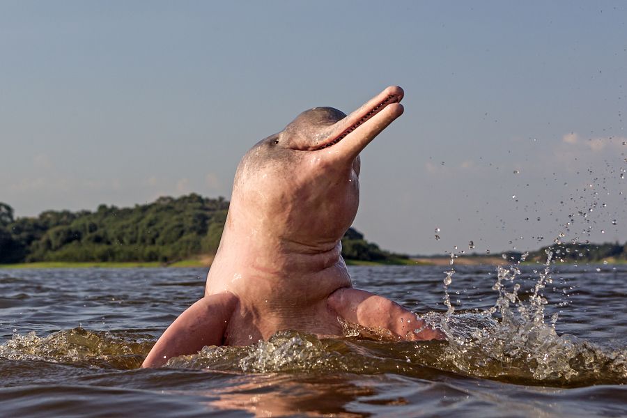 Delfín rosado del río Amazonas