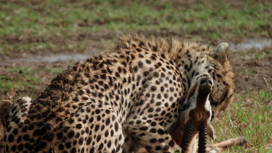 Guepard menjant una presa a la sabana del Serengueti