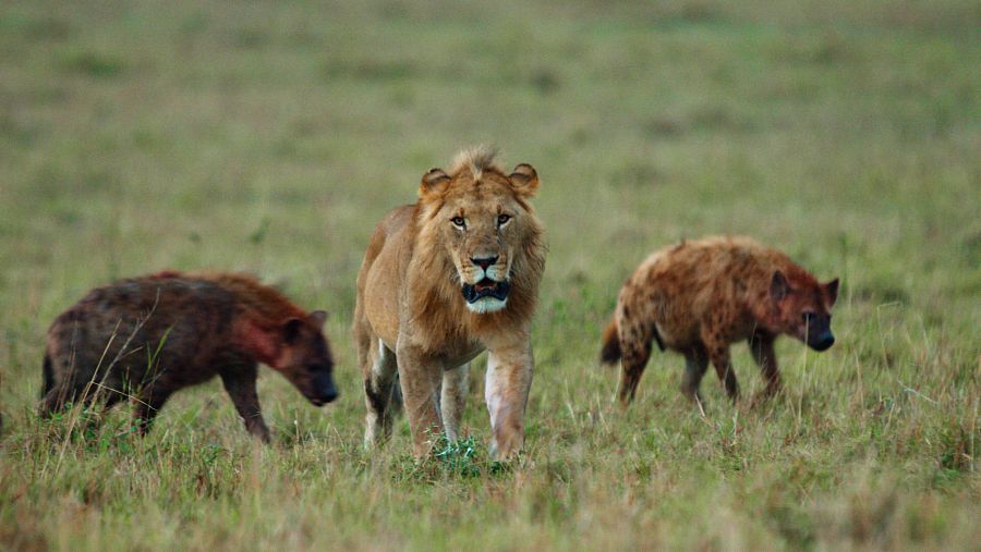 Lleons i hienes s'alien per caçar al Serengueti