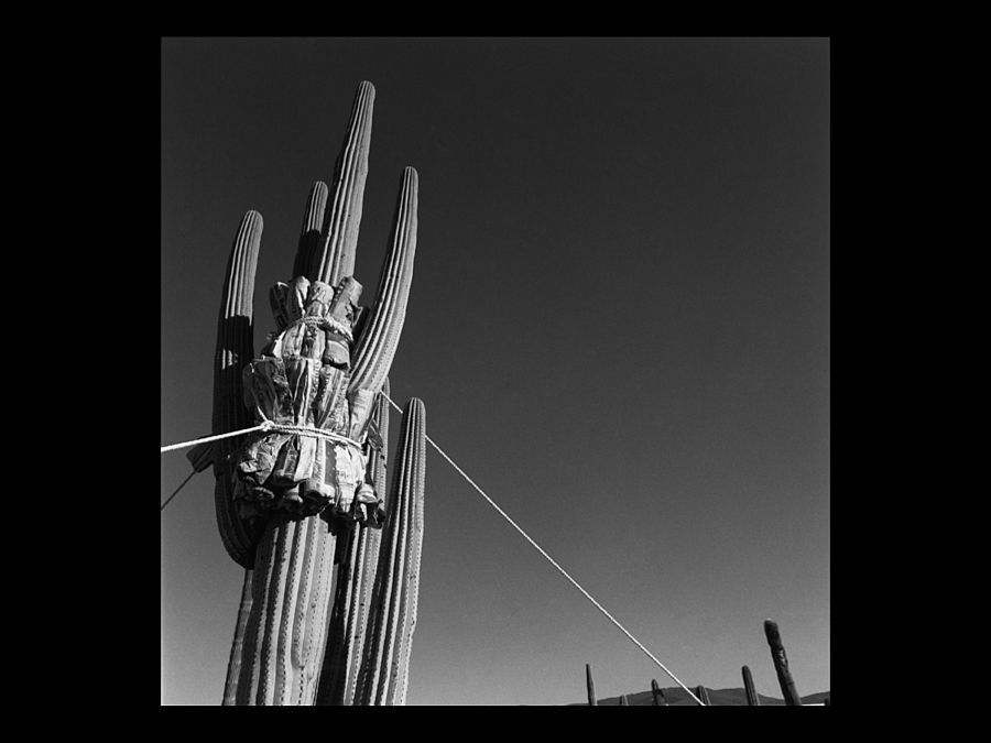 Jardín Botánico (Oaxaca, México, 1998)