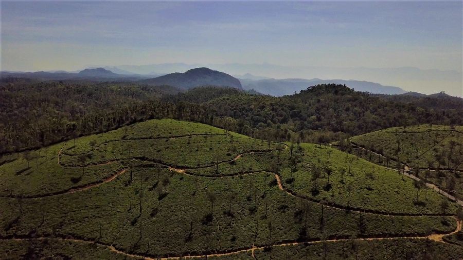 Plantacions a l'Índia