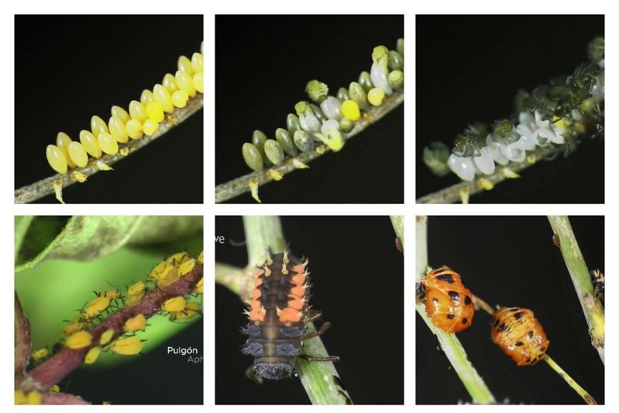 La metamorfosis de las mariquitas