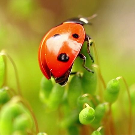 La metamorfosis de las mariquitas