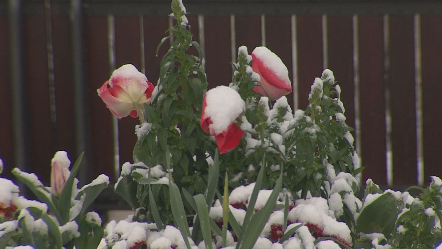 Flores nevadas en Pamplona
