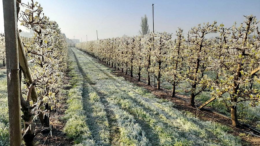 Els pagesos avaluen l'afectació de les glaçades als conreus de la plana de Lleida | ASAJA