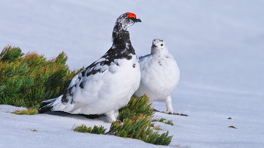 Especies amenazadas por el cambio climático