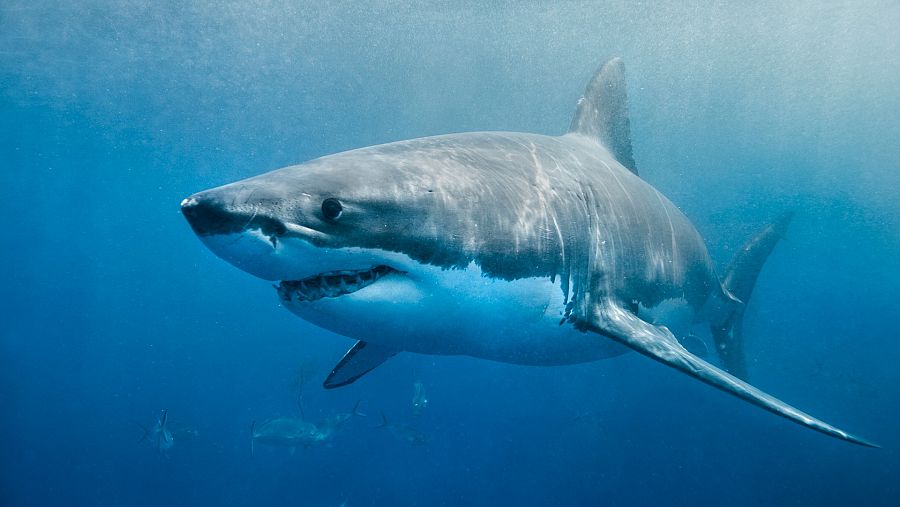 Cómo detectan la sangre los tiburones