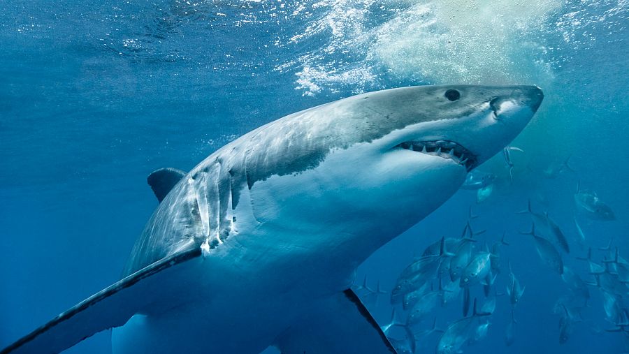 ¿Pueden los tiburones oler una gota de sangre en una piscina?