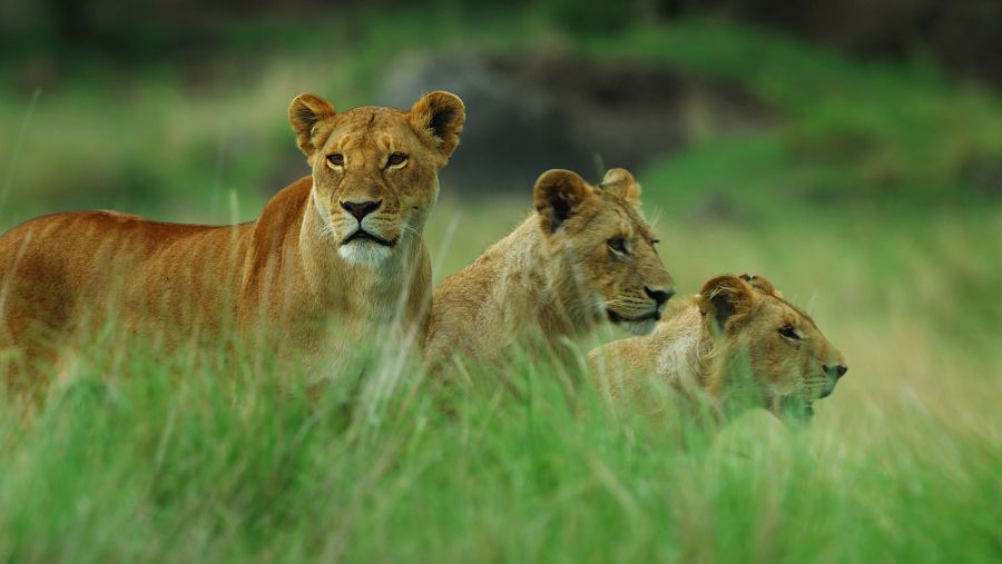 Les lleones solen caçar en grup