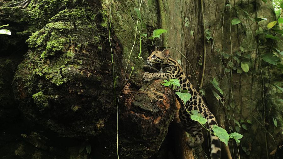 Un gat margay trepant per un arbre