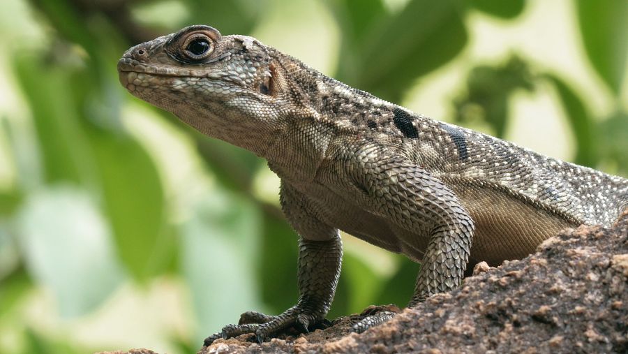 La iguana de Madagascar és una espècie endèmica