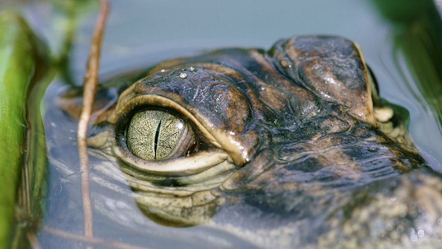 Les cries de cocodril s'alimenten d'insectes i altres invertebrats