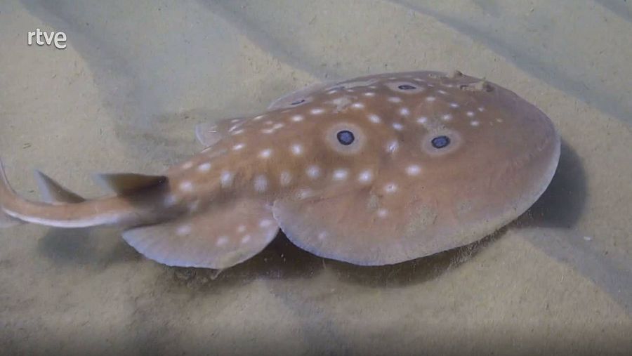 Qué animal | Pez manta