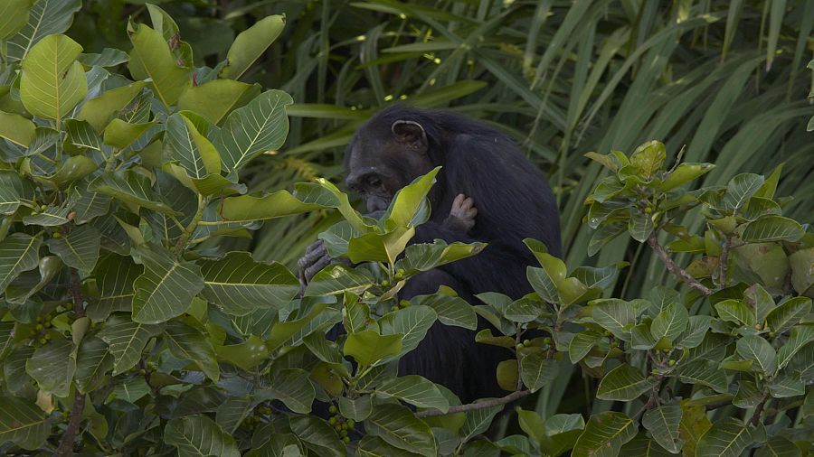  Un mico al mig d'una frondosa vegetació