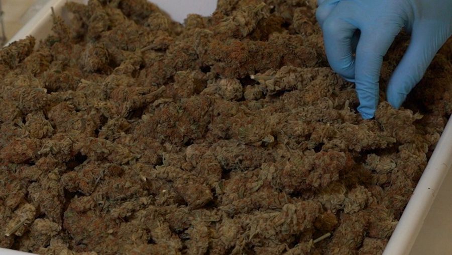 Cogollos de marihuana