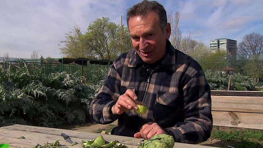 Horticultor José Manuel Sánchez con alcachofas