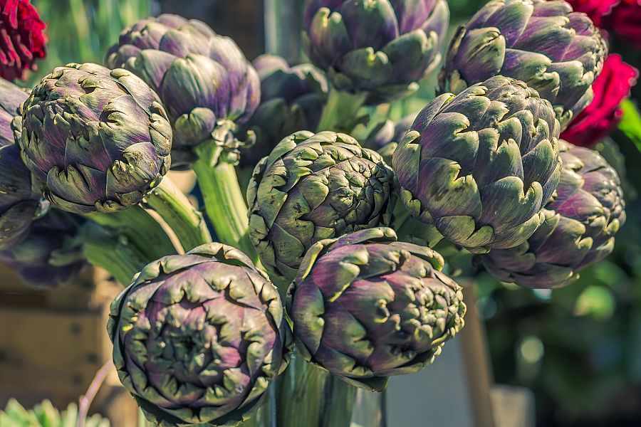Todo sobre las alcachofas: cultivo, beneficios y aprovechamiento en la cocina