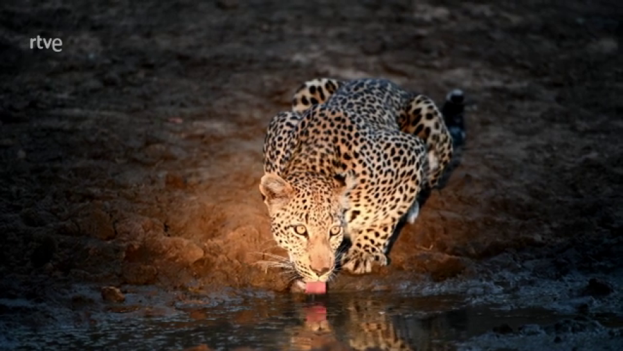 ¿Por qué los ojos de los felinos brillan en la oscuridad?