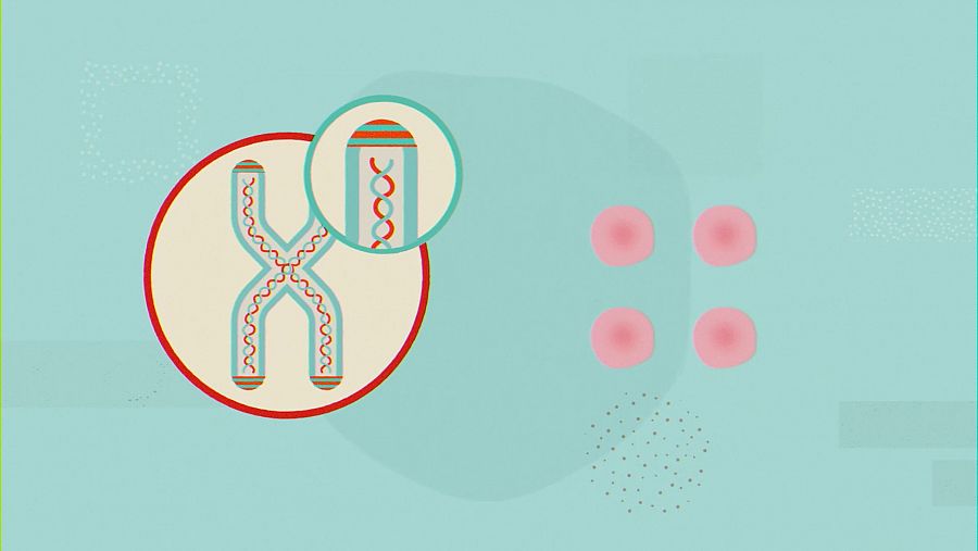 Los telómeros se acortan a medida que las células se dividen para dar lugar a otras