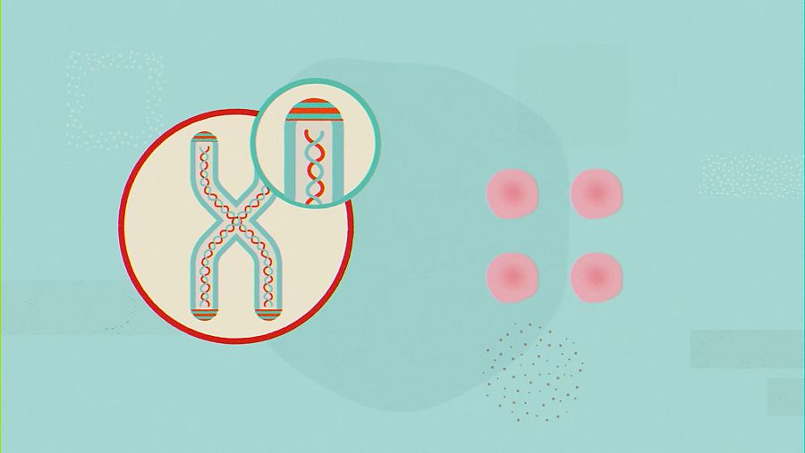 Los telómeros se acortan a medida que las células se dividen para dar lugar a otras