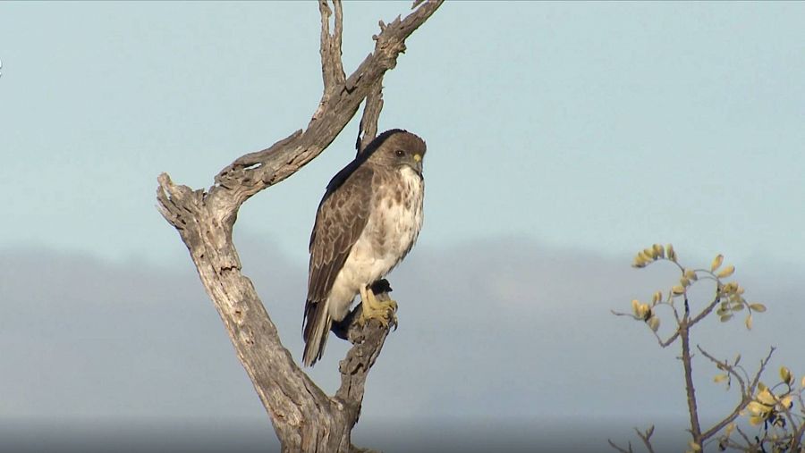  Pájaro en Hawái