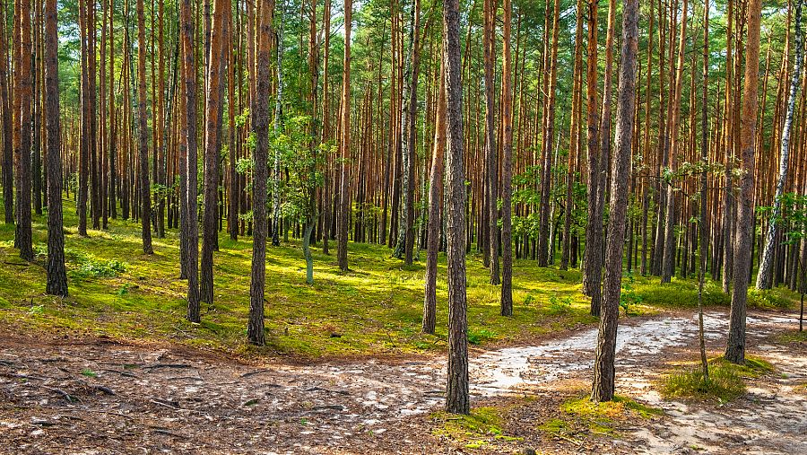 Bosque de Puszcza Kampinoska, cerca de Varsovia.