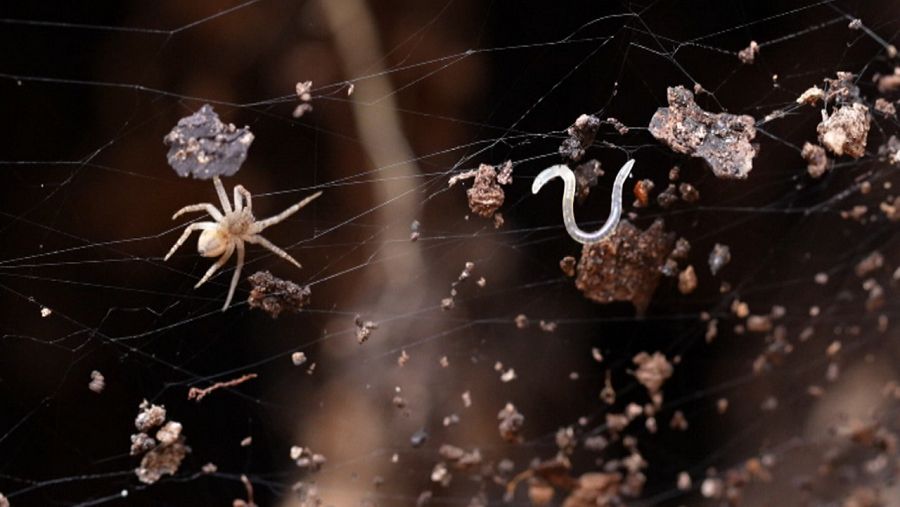 Una araña envuelve a un gusano en su tela.