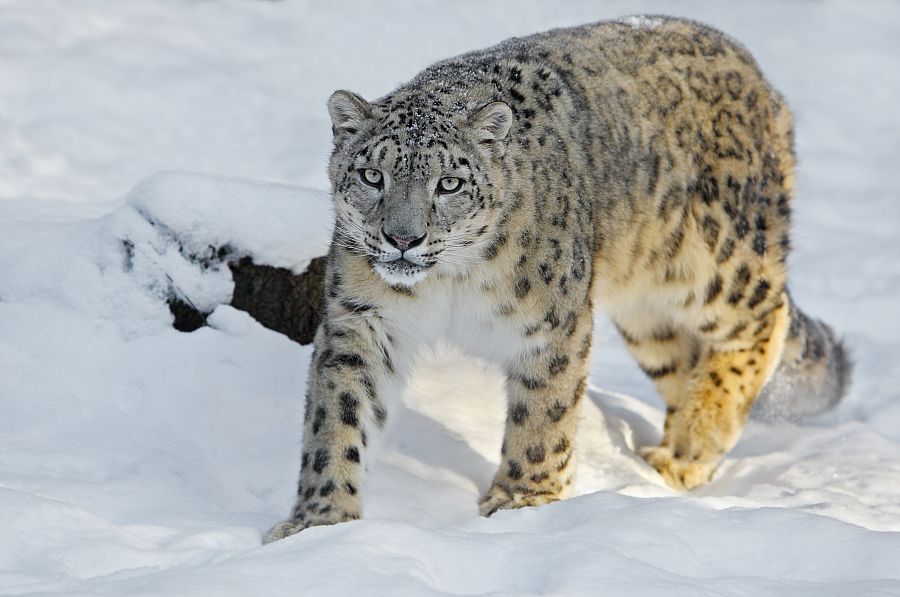 Leopardo de las nieves