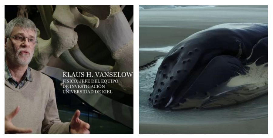 Imagen de una ballena varada