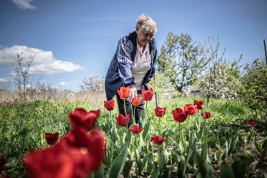 Valentina en Bucha recogiendo tulipanes casi un mes y medio después de que terminara la ocupación rusa