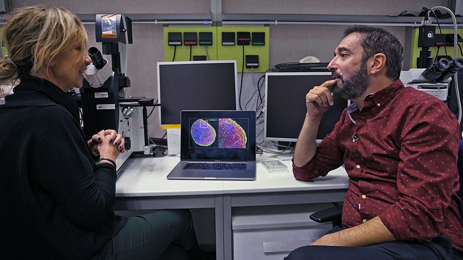 Los organoides cerebrales son modelos que permiten entender la interacción celular en el cerebro