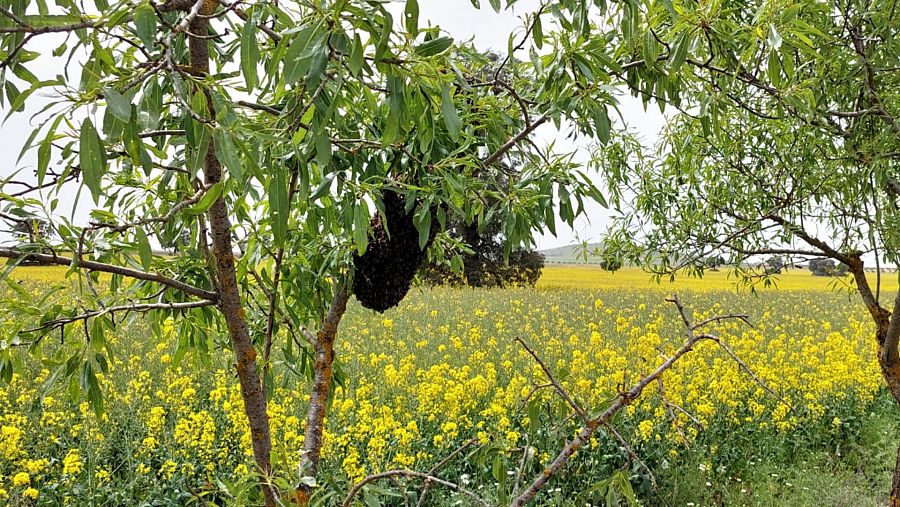 Ejambre de abejas en un campo de colza