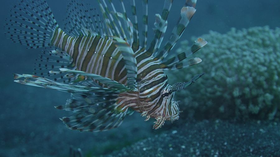Les espines del peix escorpí contenen un verí molt potent
