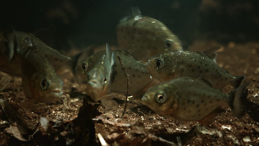 Les piranyes són petites però tenen les dents molt esmolades