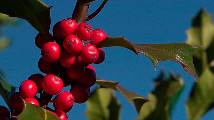 Bayas en una rama de acebo