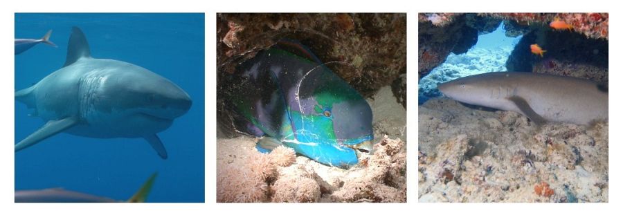 ¿Los peces duermen?