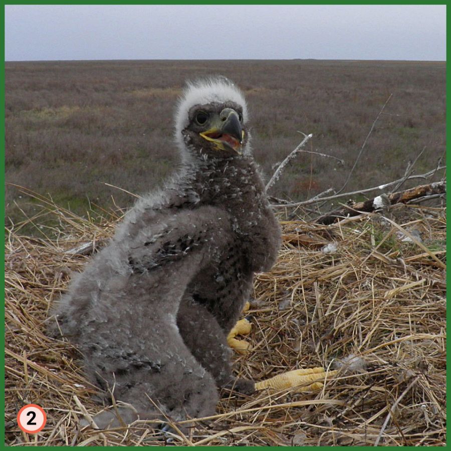 Águila de cola blanca asentado en la Reserva de la Biosfera del Mar Negro.