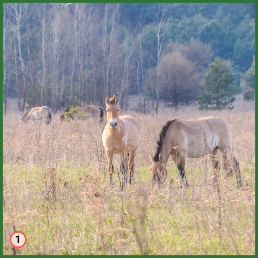 Caballos salvajes en la zona de exclusión de Chernóbil.