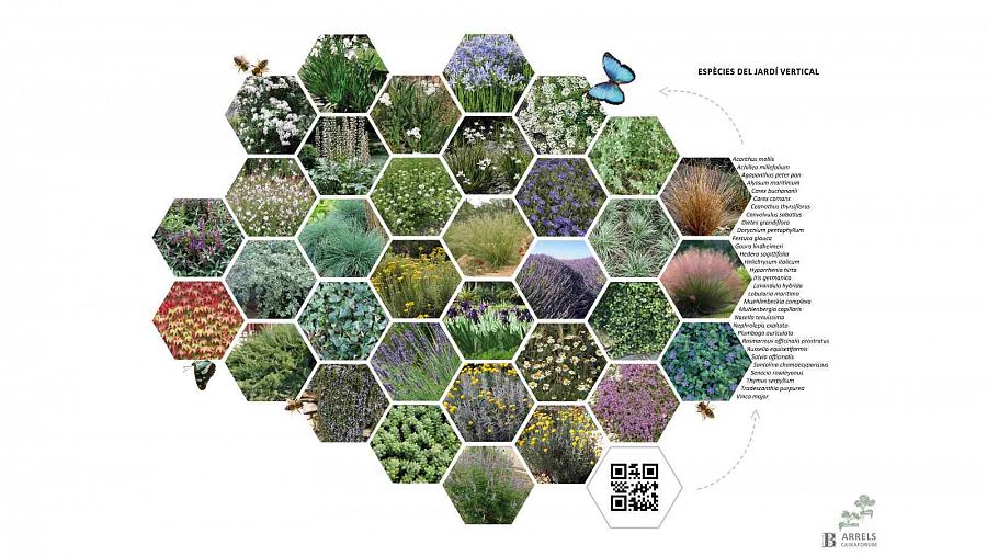 S'han seleccionat 40 espècies autòctones o adaptades al nostre clima