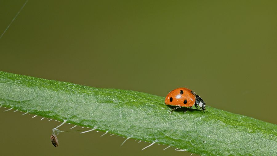 Les marietes són depredadors de pugons i pasteretes