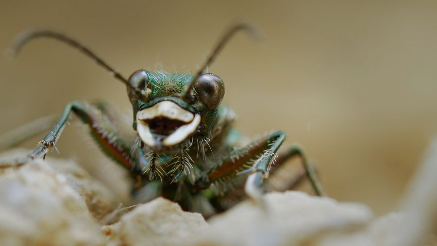 La cicindela campestre és un depredador voraç que s'alimenta de qualsevol altre insecte